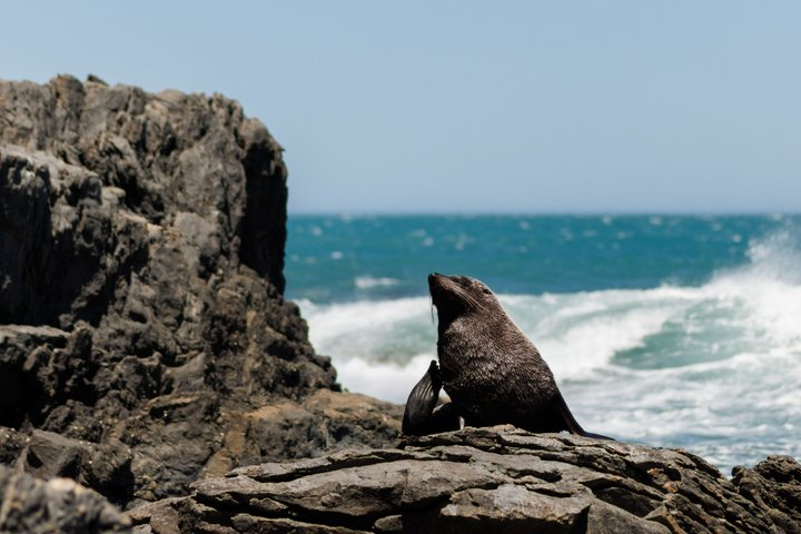 Seal Coast Safari - Exclusive access to Wellington's secret coast - Photo 1 of 10